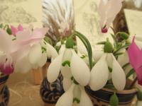 Galanthus nivalis (Sněženka podsněžník 'Brenda Troyle')