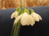 Galanthus plicatus (Sněženka podvinutá 'Colossus')
