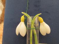 Galanthus (Sněženka 'Spindlestone Surprise')