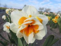 Narcissus (Narcis 'Peach Swirl' - Plnokvěté narcisy)