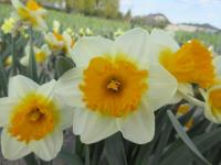 Narcissus (Narcis 'SunDazed' - Velkokorunné narcisy)
