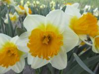 Narcissus (Narcis 'SunDazed' - Velkokorunné narcisy)