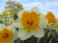 Narcissus (Narcis 'SunDazed' - Velkokorunné narcisy)