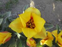 Tulipán 'Buttercup' - Kaufmanniana tulipány