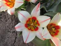 Tulipa greigii (Tulipán Greigův 'Buddy' - Greigii tulipány)