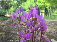 Dodecatheon meadia (Boží květ 'Queen Victoria')
