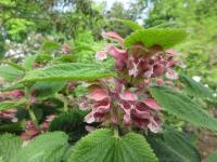 Lamium orvala (Hluchavka šalvějová)