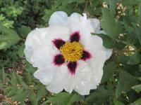 Paeonia suffruticosa (Pivoňka keřovitá 'Trojan Dark-Eyed Bride')