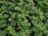 Pelargonium peltatum (Pelargonie štítnatá)