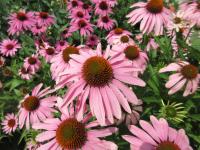 Echinacea (Třapatkovka)