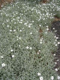 Cerastium tomentosum (Rožec plstnatý)