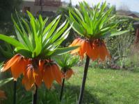Fritillaria imperialis (Řebčík královský)