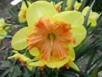 Narcissus (Narcis)
