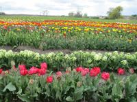 Tulipa (Tulipán zahradní)