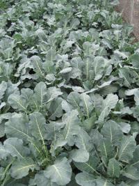 Brassica oleracea var italica (Brokolice)