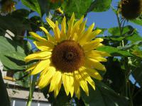 Helianthus annuus (Slunečnice roční)