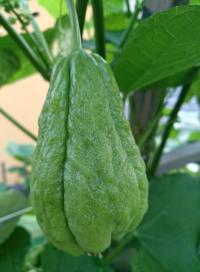 Sechium edule (Čajot jedlý)
