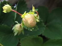 Jahoda Dita - pomalu začíná chytat barvu foceno 1162012