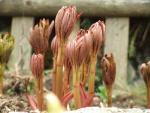 Paeonia officinalis (Pivoňka ze dne 4-5-2013)