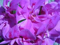 Pelargonium peltatum (Pelargonie štítnatá)