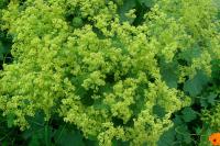 Alchemilla mollis (Kontryhel měkký)