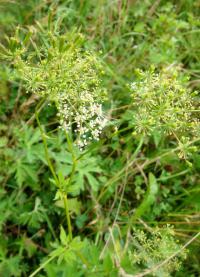 Aegopodium podagraria (Bršlice kozí noha)