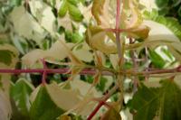 Acer negundo (Javor jasanolistý 'Flamingo')