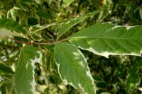 Acer negundo (Javor jasanolistý 'Flamingo')