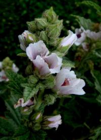 Althaea officinalis (Proskurník lékařský)