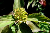 Cornus stolonifera (Svída výběžkatá)