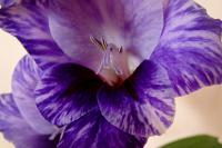 Gladiolus (Mečík 'Passos')