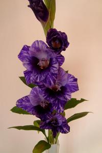 Gladiolus (Mečík 'Passos')