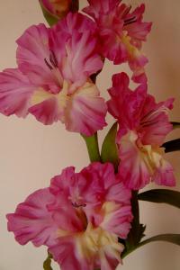 Gladiolus (Mečík 'Monáda')