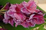 Gladiolus (Mečík)