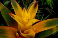 Guzmania lingulata (Guzmanie)