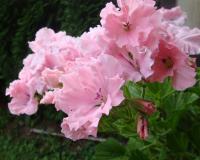 Pelargonium grandiflorum (Pelargonie velkokvětá)