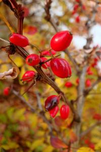 Berberis thunbergii dřišťál Thunbergův plody, plodenství Berberis thunbergii dřišťál Thunbergův plody, plodenství