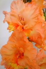 Gladiolus (Mečík 'Karioka')