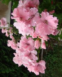 Pelargonium grandiflorum (Pelargonie velkokvětá)