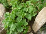 Hylotelephium populifolium (Rozchodník topolistý)