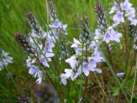 Veronica officinalis (Rozrazil lékařský)