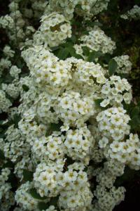 Spiraea x cinerea (Tavolník popelavý Grefsheim)