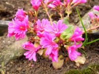 Lewisia cotyledon (Lewisie květnatá)