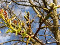 Juglans regia ořešák královský květy, květenství Juglans regia ořešák královský květy, květenství