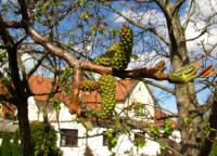 Juglans regia ořešák královský květy, květenství Juglans regia ořešák královský květy, květenství