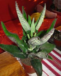 Kalanchoe daigremontiana (Kalanchoe - kolopejka)