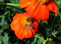 Tithonia rotundifolia (Titonie okrouhlolistá - Květ)