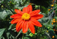 Tithonia rotundifolia (Titonie okrouhlolistá - Květ)