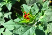Tithonia rotundifolia (Titonie okrouhlolistá - poupě)