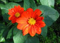 Tithonia rotundifolia (Titonie okrouhlolistá - Květ)